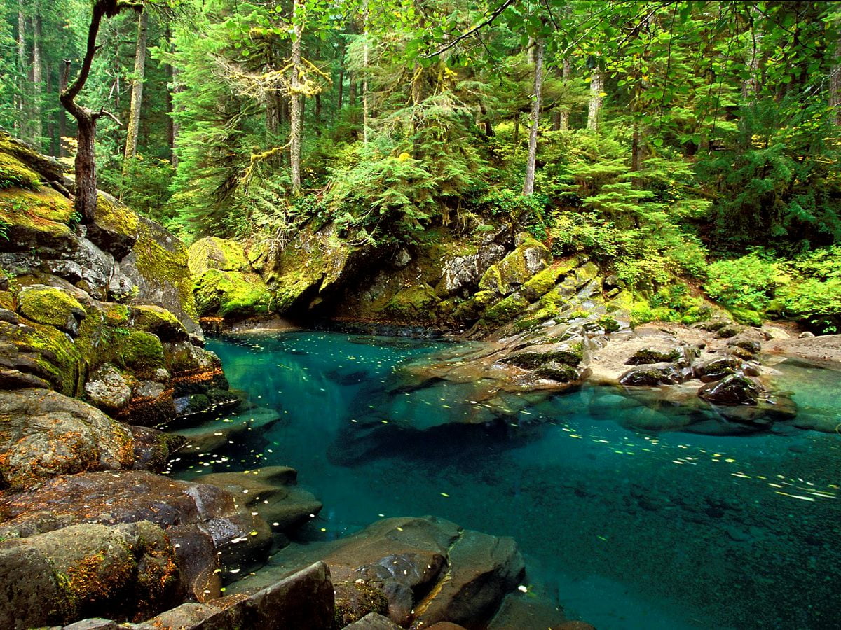 Картинка на робочий стіл: Ліс, Природа, Скелі 🔥 Безкоштовні ТОП обої