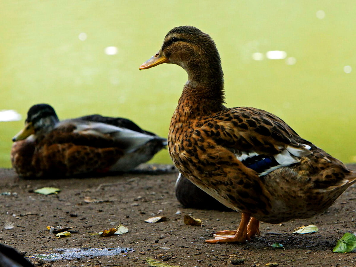 ��������� 100 ��������� �������: ����.