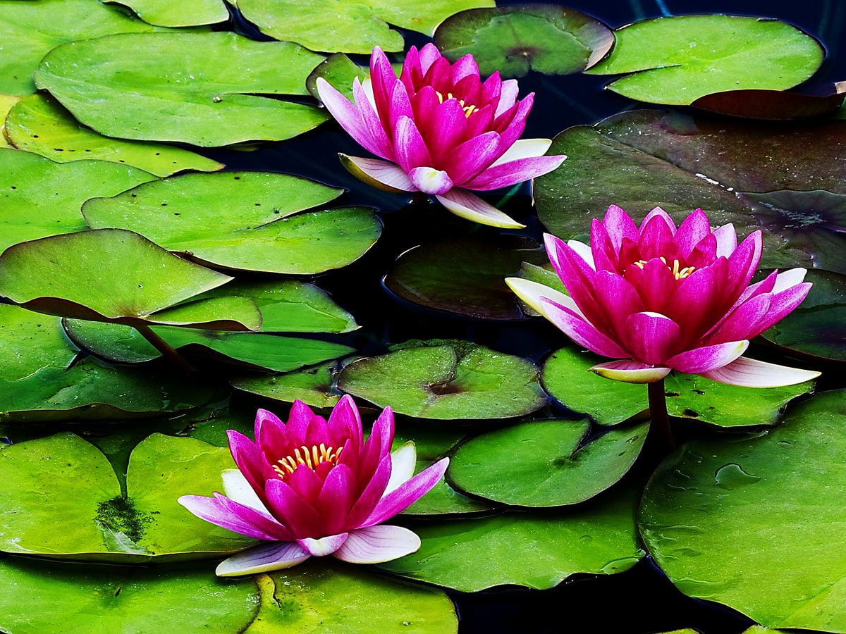 Квіти, Макро Квітка, Пелюстка - шпалери на робочий стіл ?? Безкоштовні ...